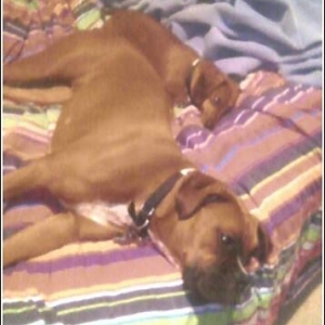 Hunny, the kids are on the bed again!