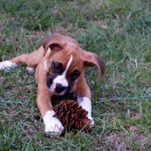 mmmmm... Pine Cone!