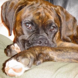 puppy of mystery