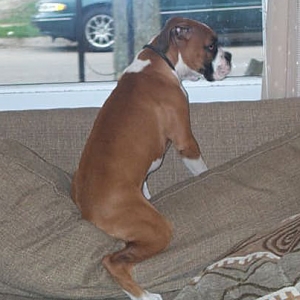 Ready 2 Ride My Harley