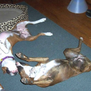Belly Up