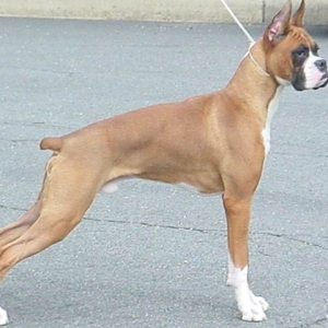 Bama_stack