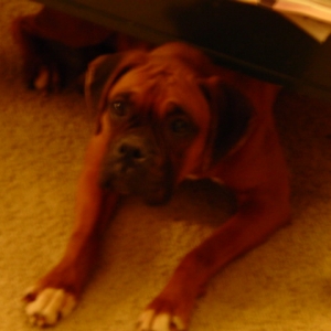 My Girl Chloe, with a new family now