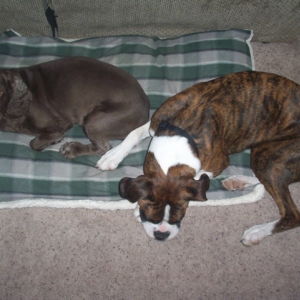 Justice (Boxer) & Sadie (Cocker)