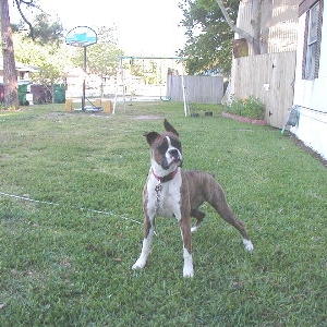 Luna at 8 months old 4-13-05