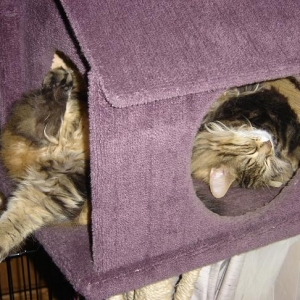 Silly Sleeper
