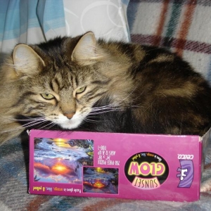 Cat in the Box!!