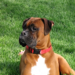 Oscar in the grass.