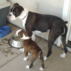 Ruger checking out Raven