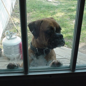 Come on guys!  Let me in!