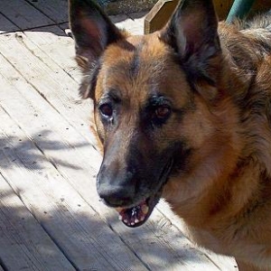 Brandy