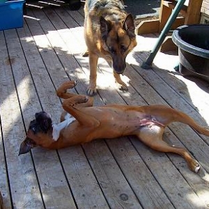 Rollover Beethoven