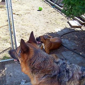 the terrible twosome
