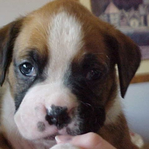 Gotta love those puppy dog eyes