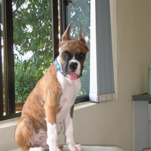 My 1st puppy - Gordon