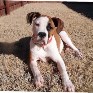 Rox at 5 mos.