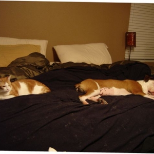What do you know, another truce...