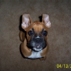 ears anybody?