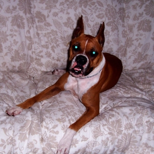 DottieOnCouch