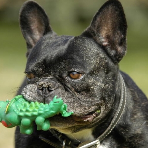 Athlon the French bulldog