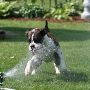 Sprinkler_Fun