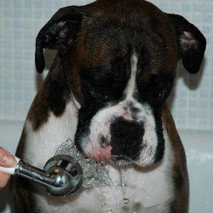 Henri's bath