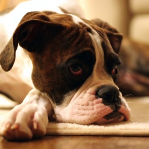 Life is hard for our boxers!