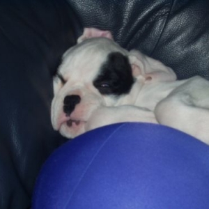 sleepy Finn