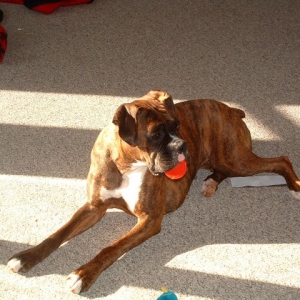 roxy1
