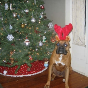 Reindeer or Boxer?