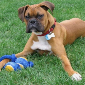 I_Love_my_rope_toy