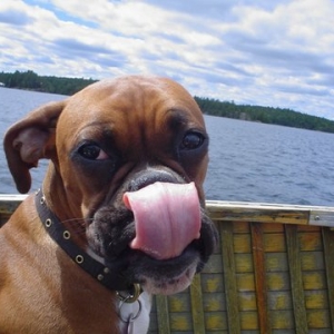Lick that nose