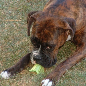 roxy_playing_badmitton