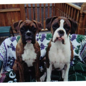 dogs_001