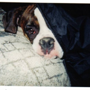 dogs_002