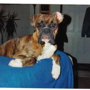 dogs_007