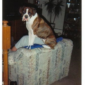 dogs_010