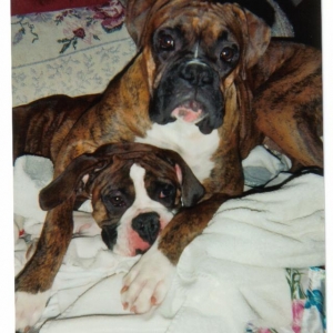dogs_011