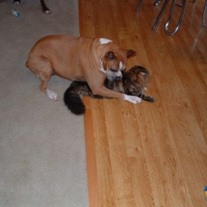 Sybill_keeps_the_kitty_in