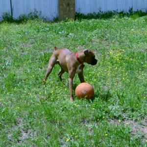 BackYard Ball