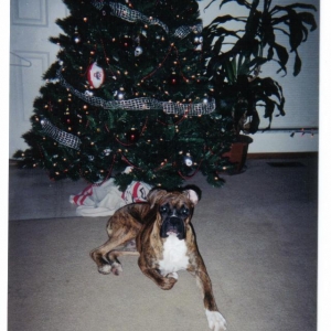dogs_004