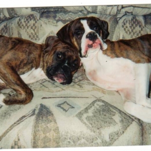 dogs_008