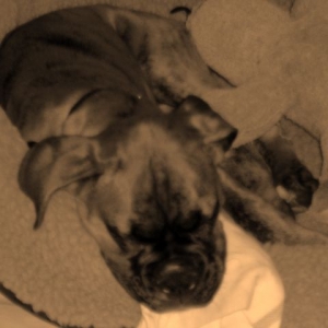 sleepy bella