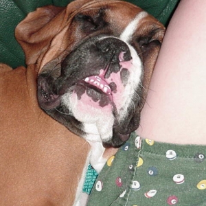 Boxer Monster!