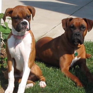 Wrigley and Sidney Enjoying the Sun