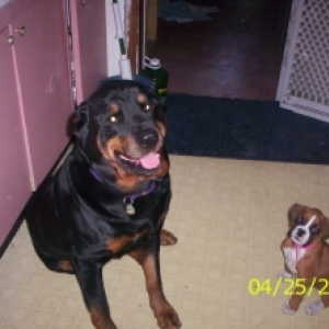 kodiak and ares