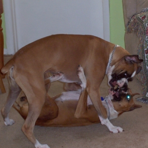 Dottieon_the_bottom_