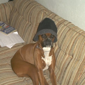 Cat in a Hat?