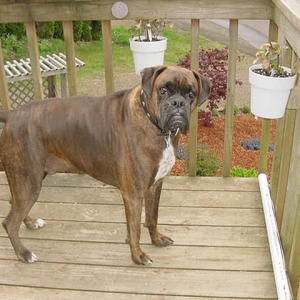 Cooper