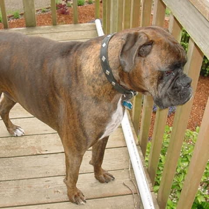 Cooper